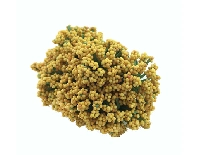 CİPSO ÇİÇEK ALTIN 