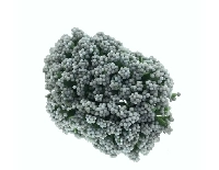 CİPSO ÇİÇEK GÜMÜŞ 