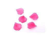 GÜL YAPRAĞI AÇILMAMIŞ FUŞYA 