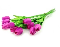 ÇİÇEK ISLAK LALE FUŞYA 