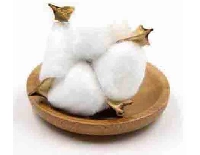 PAMUK KOZASI BEYAZ PK:10 KL:80